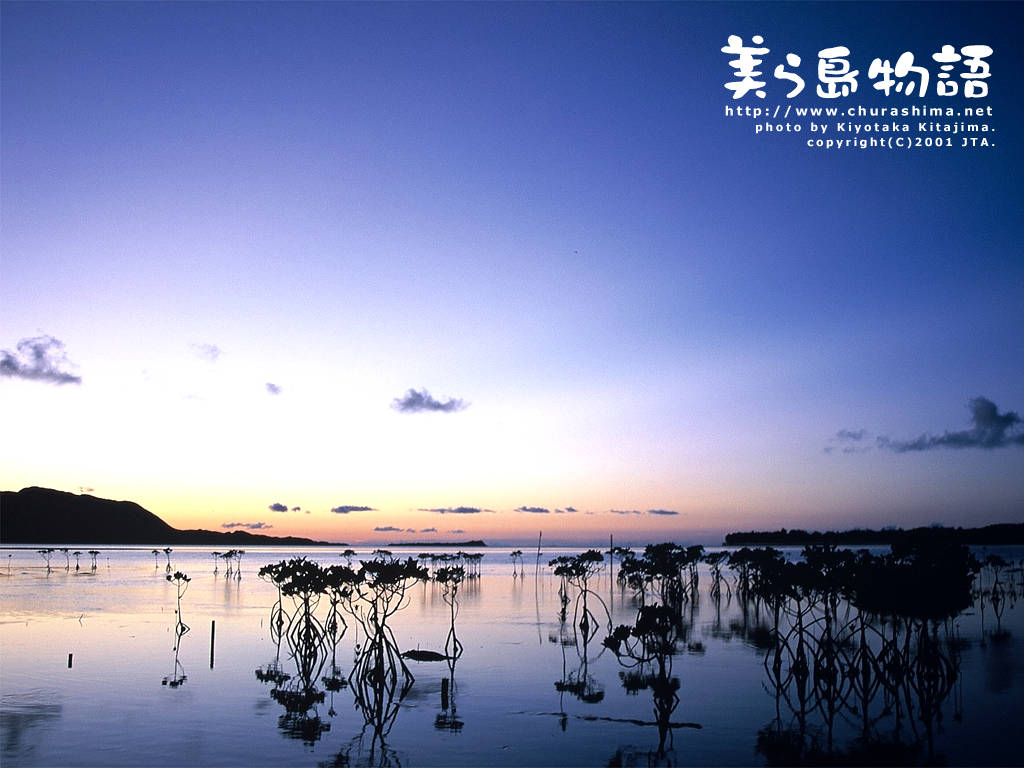 Reflektion des blauen Himmels in einem Mangrovenwald - "Mangrobe", © 2001 Japan TransOcean Air
