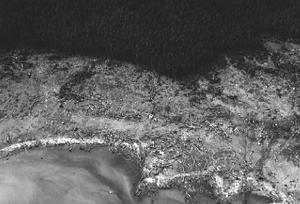Die Luftaufnahme läßt die enorme Kraft des Mega-Tsunamis spüren, der die Waldbestände in den Ufergebieten der Lituya-Bay zerstörte. © USC - Tsunami Research Group