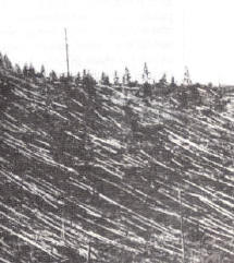 Tunguska: entwurzelte Bäume nach dem Meteoriten-Einschlag von 1908.